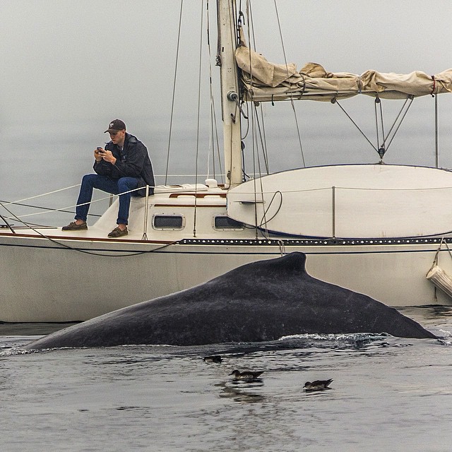 baleine